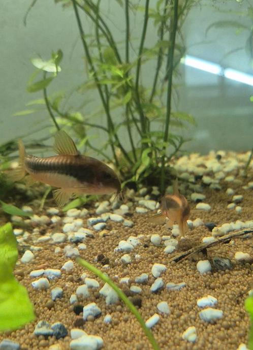 Red laser corydoras/ red stripe / red peru / red line CW014, Dieren en Toebehoren, Vissen | Aquariumvissen, Vis, Schoolvis