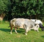 Dikbil dikbilstier dekstier runderen fokstier, Dieren en Toebehoren, Runderen, Mannelijk