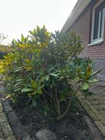 Rododendron 17 stuks, Ophalen, Rhododendron, Struik, 100 tot 250 cm
