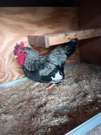 Barnevelder haan kriel, Dieren en Toebehoren, Pluimvee, Mannelijk, Kip