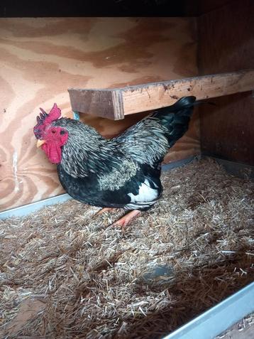 Barnevelder haan kriel  beschikbaar voor biedingen