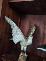 Sperwer, Ophalen, Zo goed als nieuw, Beeldje of Figuurtje