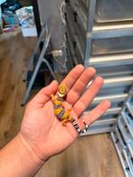 1.0 pet only, Dieren en Toebehoren