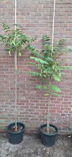Decaisnea fargesii, augurkenstruik, Ophalen, Volle zon, Overige soorten, Minder dan 100 cm