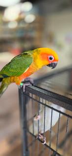 Zonparkiet 2025, Meerdere dieren, Parkiet