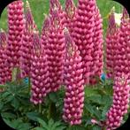 Lupine roze - Wolfsplant, Tuin en Terras, Bloembollen en Zaden, Verzenden, Volle zon