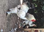Brahma's, Dieren en Toebehoren, Pluimvee, Vrouwelijk, Kip