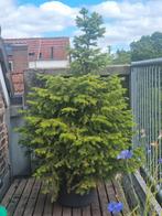 Pijnboom voor landscaping of terras, Ophalen, In pot, Volle zon, Overige soorten