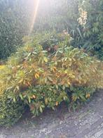 Deutzia struik zelf uitgraven, Tuin en Terras, Ophalen, Overige soorten