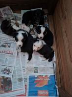 Nova scotia duck tolling mix border collie puppy/ pups/ pup, Dieren en Toebehoren, Honden | Herdershonden en Veedrijvers, HCC (leverziekte)