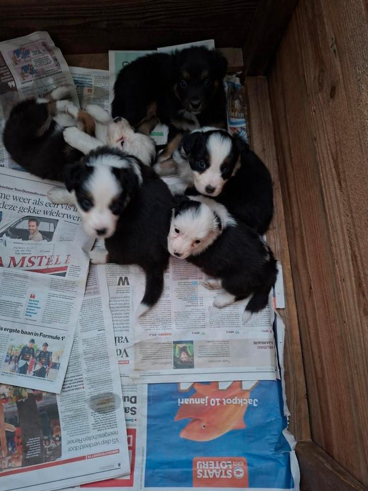 Nova scotia duck tolling mix border collie puppy/ pups/ pup, Dieren en Toebehoren, Honden | Herdershonden en Veedrijvers, Meerdere dieren