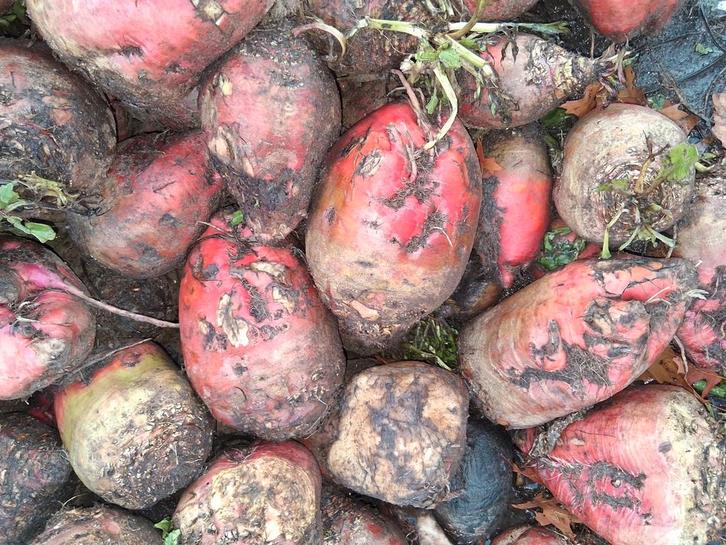 Voederbieten, Dieren en Toebehoren, Dierenvoeding, Vee, Ophalen of Verzenden