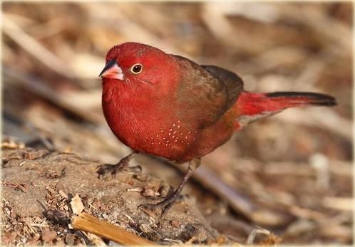 Te koop Vuurvinken vast geringd, Dieren en Toebehoren, Vogels | Overige Vogels, Tropenvogel, Meerdere dieren, Geringd