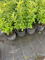 Prunus Genolia deze week in de aanbieding ., Tuin en Terras, Planten | Struiken en Hagen, Ophalen, Laurier, Haag, 100 tot 250 cm