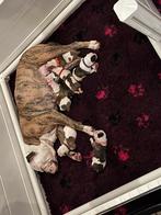 Amerikaanse bulldog pups wat zijn ze mooiiii, Dieren en Toebehoren, Honden | Bulldogs, Pinschers en Molossers, 8 tot 15 weken