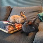 Lieve tamme konijntjes, Dieren en Toebehoren, Konijnen, Meerdere dieren