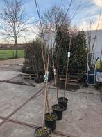 Berkenboompjes hoog 2,5 soort Doornbos krijgen witte stam, In pot, Overige soorten, 250 tot 400 cm, Bloeit niet