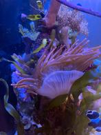 Rode Tepelanemoon voor zeeaquarium, Dieren en Toebehoren, Overige typen, Zoutwatervis