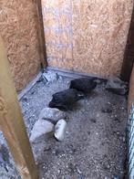 grijzepauw fazanten, Dieren en Toebehoren, Meerdere dieren, Tropenvogel, Geringd
