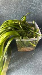 Vallisneria, Dieren en Toebehoren, Vissen | Aquaria en Toebehoren, Ophalen, Zo goed als nieuw, Plant(en), Steen of Hout