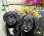 Mooie kruising tibetaanse terrier - labradoodle pups, medium, Nederland, Overige rassen, 8 tot 15 weken, CDV (hondenziekte)