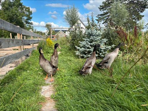 Gratis: Loopeenden wildkleur (3 mannen), Dieren en Toebehoren, Pluimvee, Eend, Mannelijk