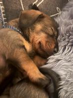 Standaard Ruwharige Teckel pups met FCI Stamboom, Dieren en Toebehoren, Honden | Teckels en Dashonden, Standaard, Nederland, Meerdere