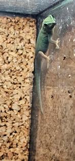 Lygodactylus williamsi, Dieren en Toebehoren, Reptielen en Amfibieën, Hagedis