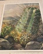 Verkade Cactussen Print 1920, Ophalen of Verzenden