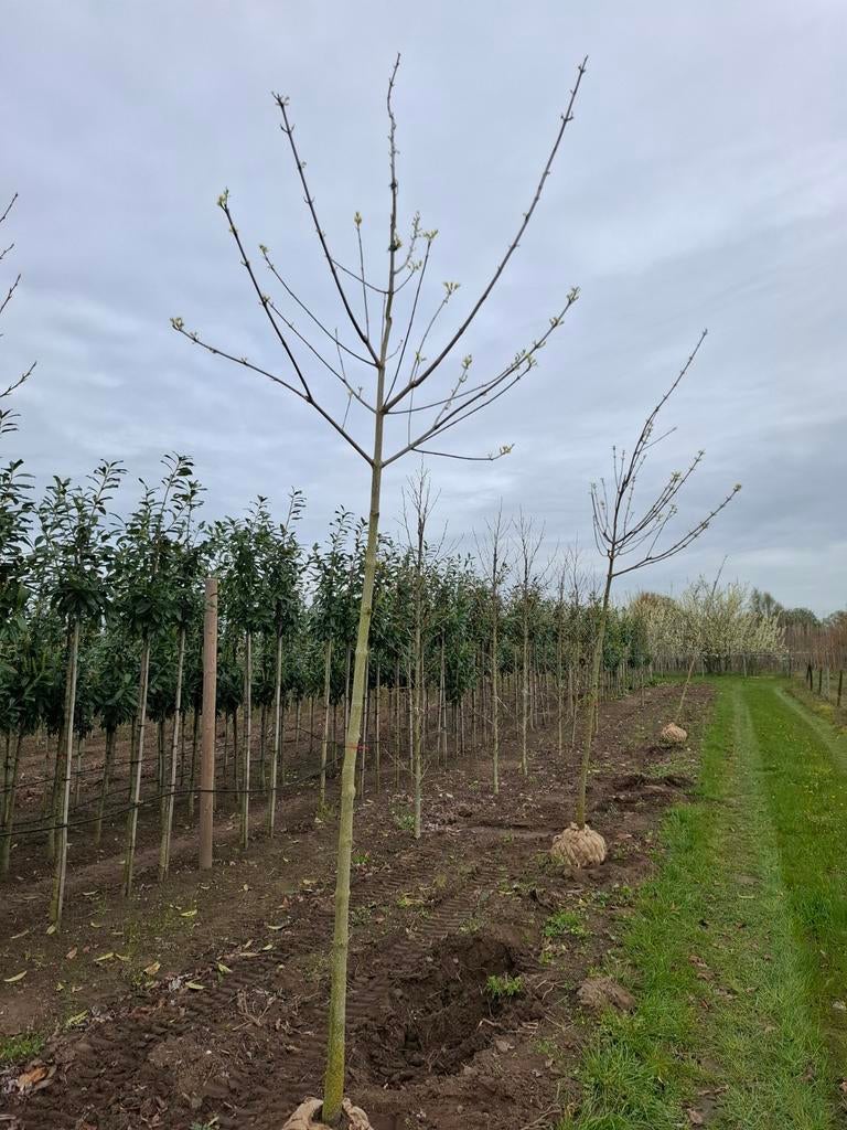 bijenboom tetradium daniellii hoogstam boom, Ophalen, In pot, Volle zon, Overige soorten