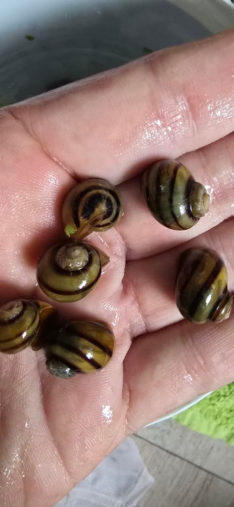 Klein blijvend aquarium appelslak, Ophalen, Nieuw, Overige typen