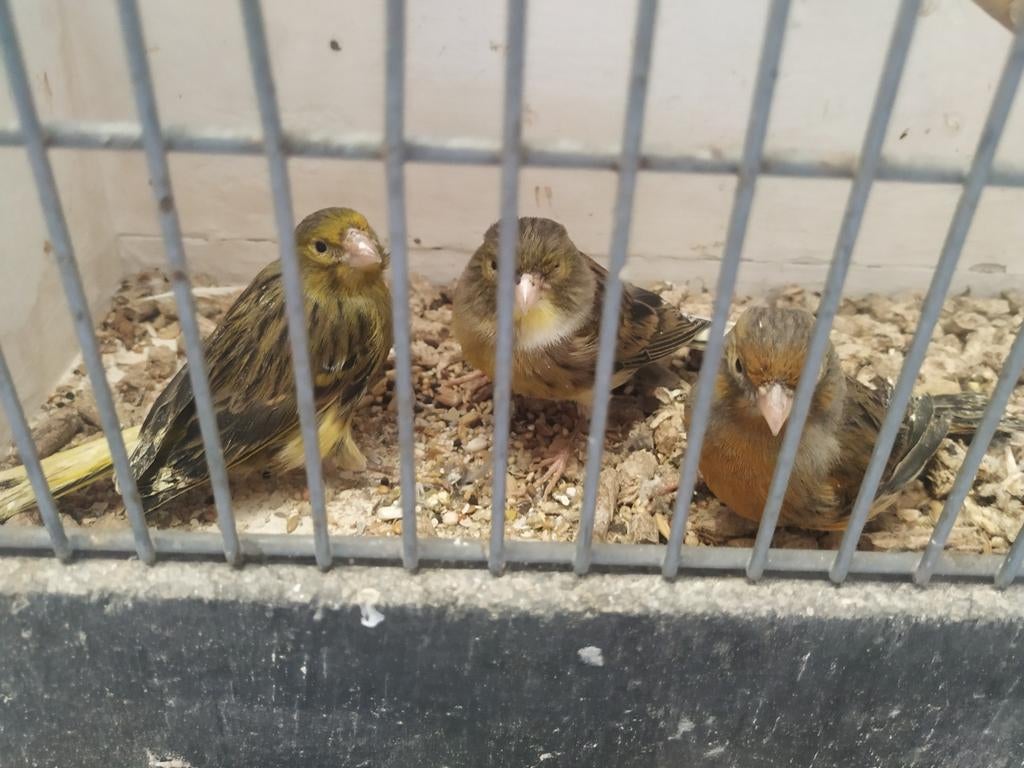 Kanaries, Dieren en Toebehoren, Vogels | Kanaries, Vrouwelijk, Kleurkanarie