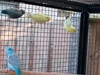 Forpussen 5 stuks, Dieren en Toebehoren, Meerdere dieren, Parkiet