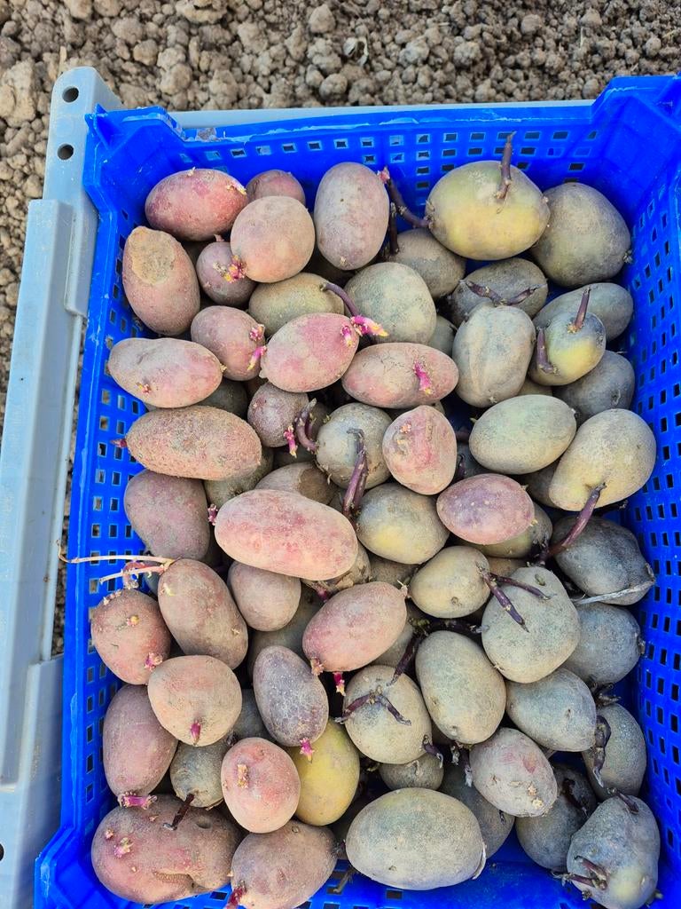 Pootaardappelen, Ophalen, Nieuw