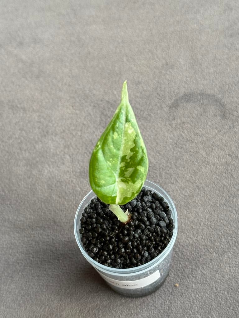 Alocasia Maharani albo vaiegata, Huis en Inrichting, Kamerplanten, Ophalen of Verzenden, Halfschaduw, Minder dan 100 cm