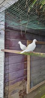 Tortelduiven witte, Meerdere dieren, Overige soorten