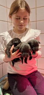 Liefdevol opgevoede labrador pup  1 reutje zoekt gouden mand, Dieren en Toebehoren, Parvo, Nederland, 8 tot 15 weken, Labrador retriever