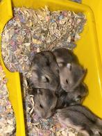 te koop jonge hamsters, Dieren en Toebehoren, Knaagdieren, Hamster, Februari, Meerdere dieren, Tam