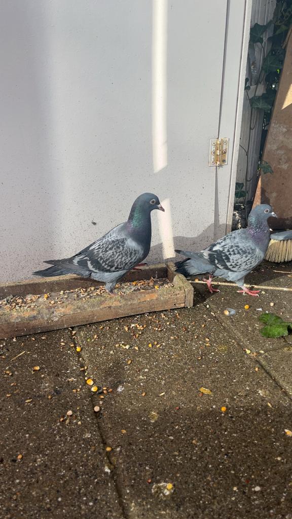 4 mannen postduiven van dit jaar, Dieren en Toebehoren, Vogels | Duiven, Mannelijk, Postduif