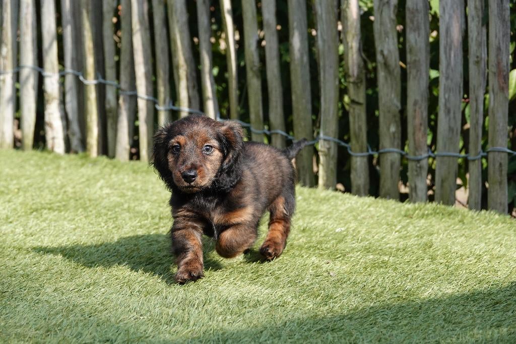 Langharige dwergteckel pups, met stamboom (geteste ouders), Dieren en Toebehoren, Parvo, België, 8 tot 15 weken, Dwerg