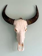 Buffel schedel, Ophalen, Gebruikt, Natuurlijk materiaal, Decoratieobject