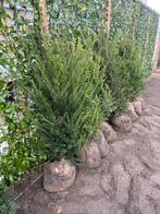Taxus haagplanten, Bloeit niet, Halfschaduw, Minder dan 100 cm, Overige soorten