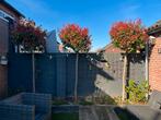 GLANSMISPEL (PHOTINIA), Ophalen, Lente, Bolboom, 100 tot 250 cm
