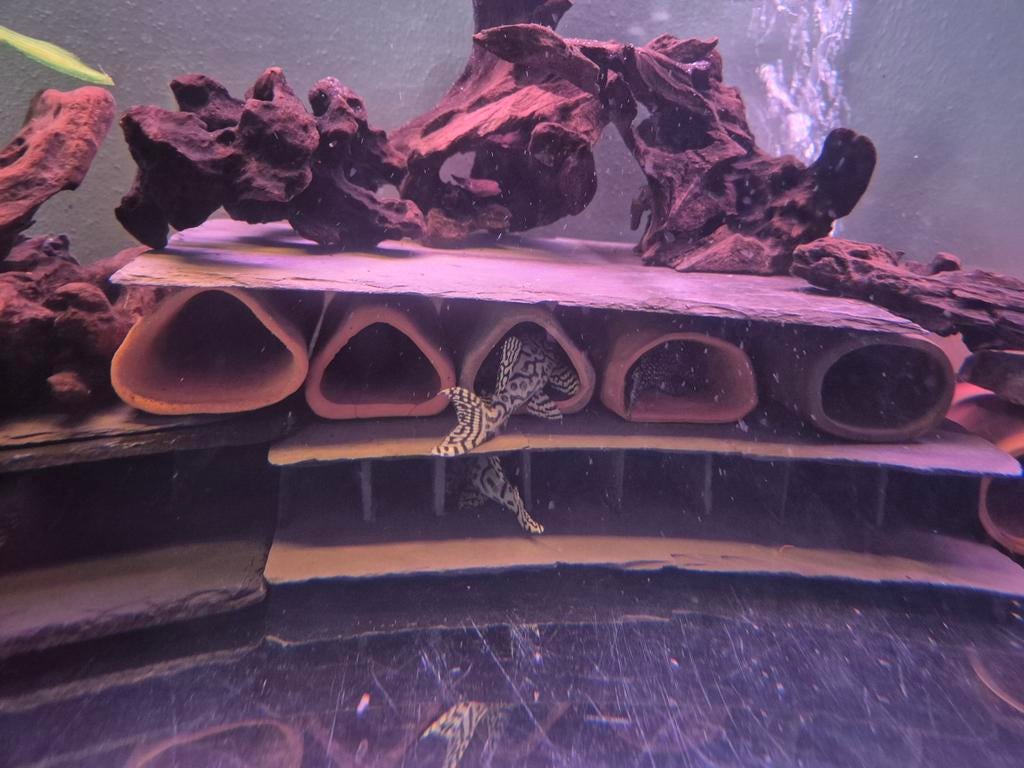 Pleco l136, Dieren en Toebehoren, Vissen | Aquariumvissen, Vis