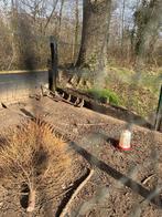 Patrijs haantjes, Ophalen, Nieuw, Kippenhok of Kippenren