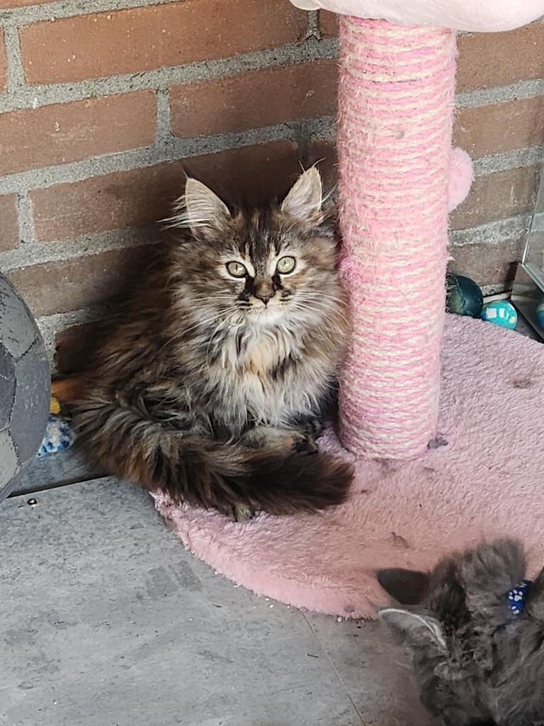 6  Maine Coon Kittens | Mogen vandaag al verhuizen, Dieren en Toebehoren, Katten en Kittens | Raskatten | Langhaar, Meerdere dieren
