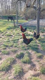 2 hanen barnevelder dubbel gezoomd goud, Mannelijk, Kip