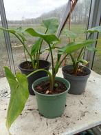 Aronskelken planten, Ophalen, Vaste plant, Overige soorten, Volle zon