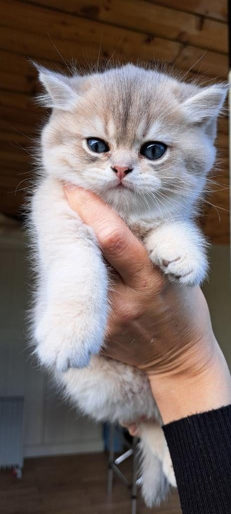 Prachtige golden shaded kittens te koop, Meerdere dieren, Gechipt