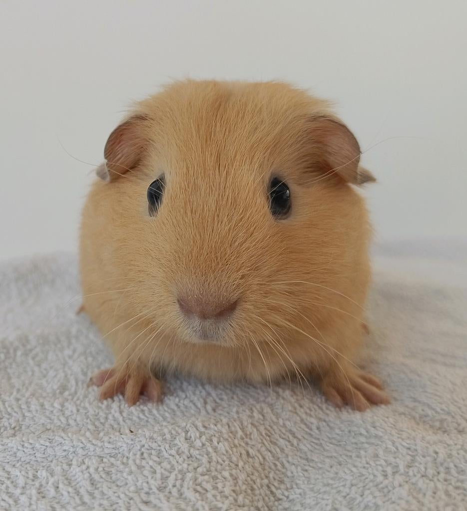 Knappe jonge cavia, Dieren en Toebehoren, Maart, Mannelijk, Cavia